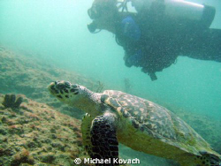 Turtle swimming with Diver on the Inside Reef at Lauderda... by Michael Kovach 